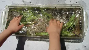 Two hands in clear container with water and grass